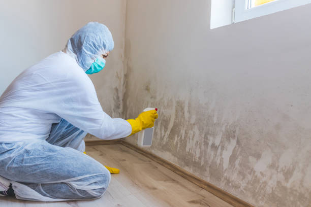 Licensed Mold Remediation service in Grimesland, NC - 24 Hour Mold Removal